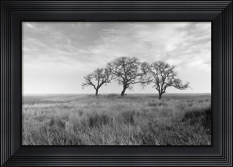 Framed Coastal Oak Series No. 40 Print