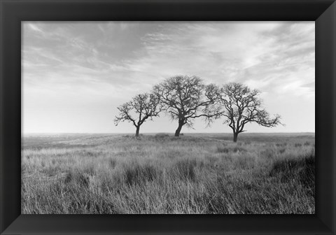 Framed Coastal Oak Series No. 40 Print