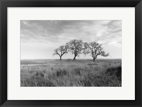 Framed Coastal Oak Series No. 40 Print