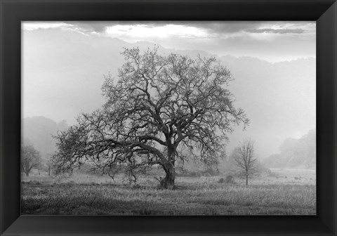 Framed Coastal Oak Series No. 41 Print