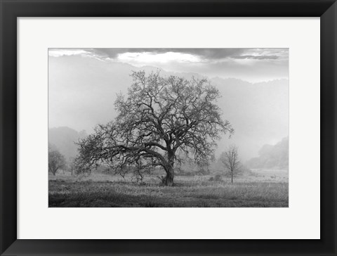 Framed Coastal Oak Series No. 41 Print