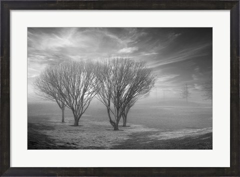 Framed Coastal Oak Series No. 42 Print