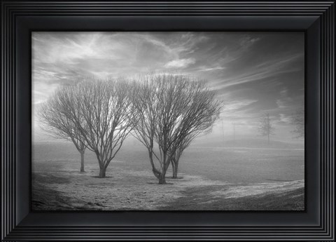 Framed Coastal Oak Series No. 42 Print
