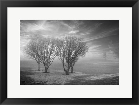 Framed Coastal Oak Series No. 42 Print