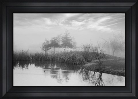 Framed Coastal Oak Series No. 43 Print