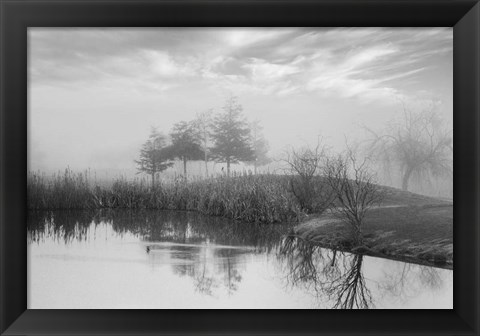 Framed Coastal Oak Series No. 43 Print