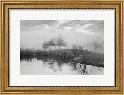 Framed Coastal Oak Series No. 43 Print