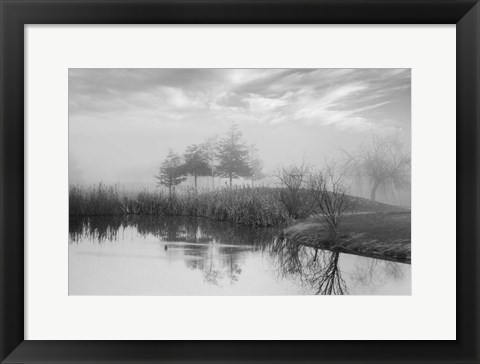 Framed Coastal Oak Series No. 43 Print