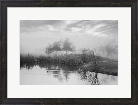 Framed Coastal Oak Series No. 43 Print