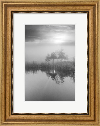 Framed Coastal Oak Series No. 44 Print
