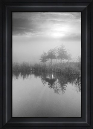 Framed Coastal Oak Series No. 44 Print