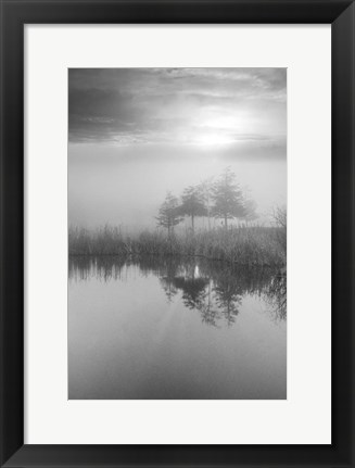 Framed Coastal Oak Series No. 44 Print