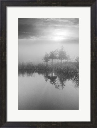 Framed Coastal Oak Series No. 44 Print