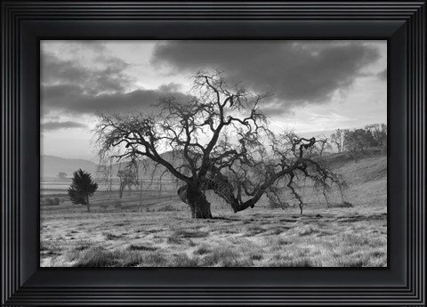 Framed Coastal Oak Series No. 46 Print