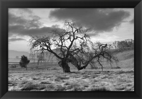 Framed Coastal Oak Series No. 46 Print