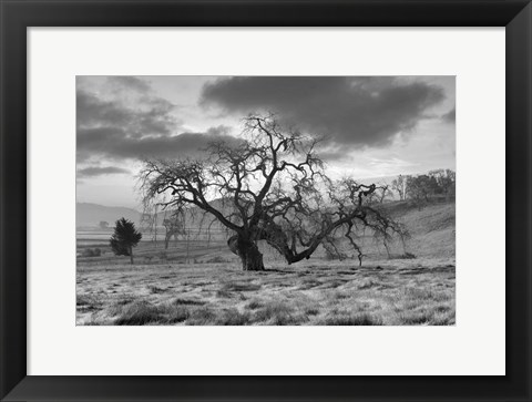 Framed Coastal Oak Series No. 46 Print