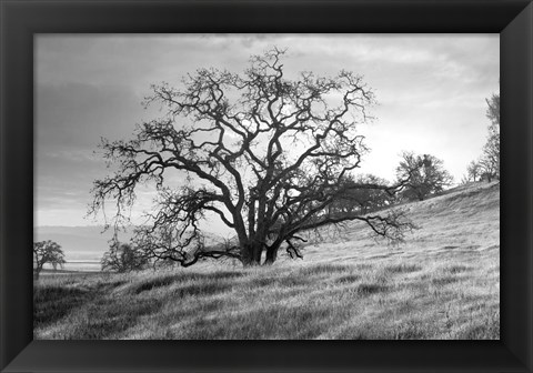 Framed Coastal Oak Series No. 47 Print