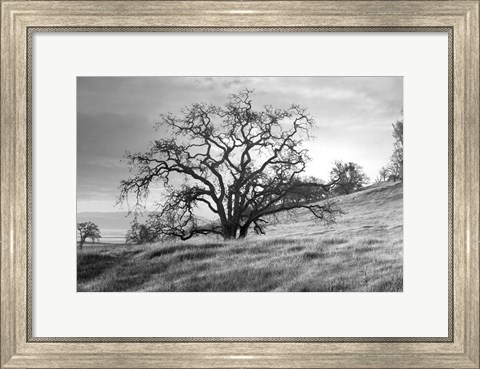 Framed Coastal Oak Series No. 47 Print