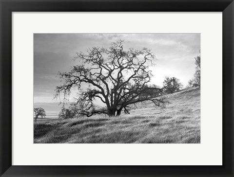 Framed Coastal Oak Series No. 47 Print