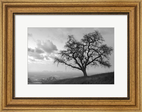 Framed Coastal Oak Series No. 48 Print