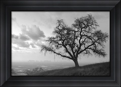 Framed Coastal Oak Series No. 48 Print