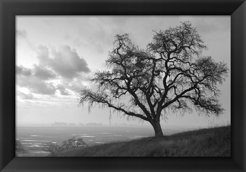 Framed Coastal Oak Series No. 48 Print