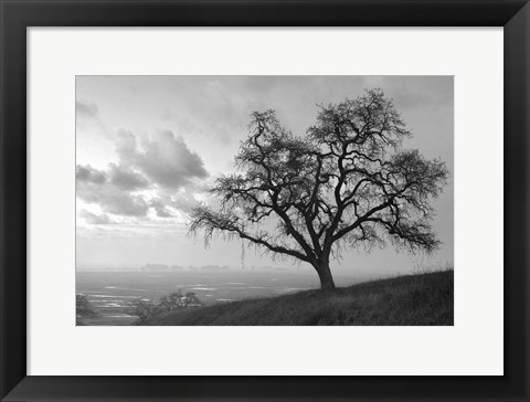 Framed Coastal Oak Series No. 48 Print