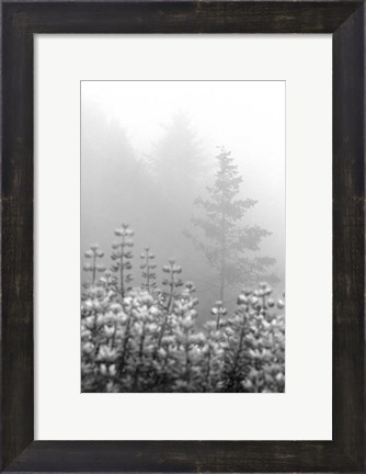 Framed Coastal Oak Series No. 53 Print