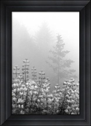 Framed Coastal Oak Series No. 53 Print