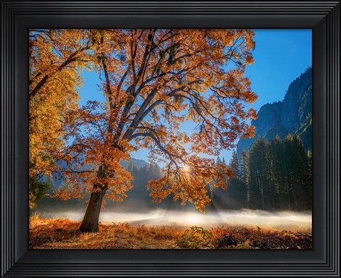 Framed Autumn Oak Sunrise &amp; Fog Print