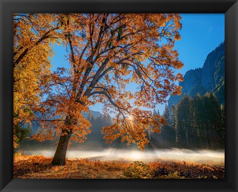 Framed Autumn Oak Sunrise &amp; Fog Print