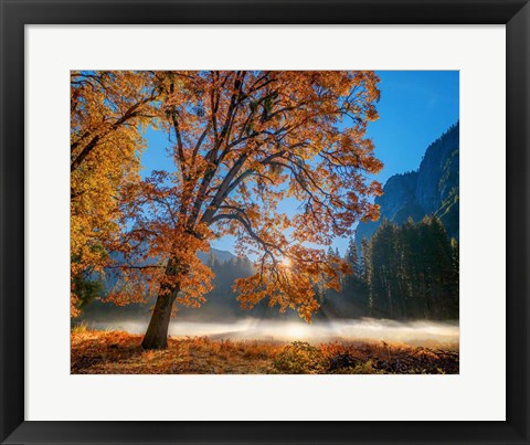 Framed Autumn Oak Sunrise &amp; Fog Print