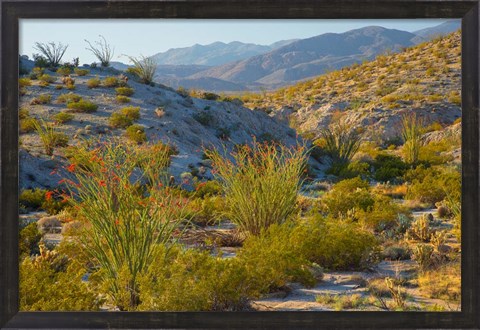 Framed Desert Ocotillo Landscape Print