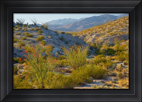 Framed Desert Ocotillo Landscape Print