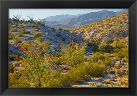 Framed Desert Ocotillo Landscape Print