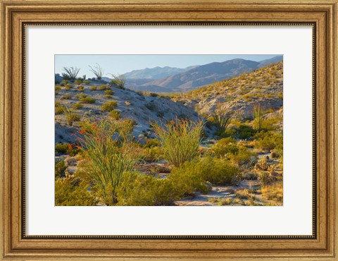 Framed Desert Ocotillo Landscape Print