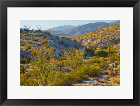 Framed Desert Ocotillo Landscape Print