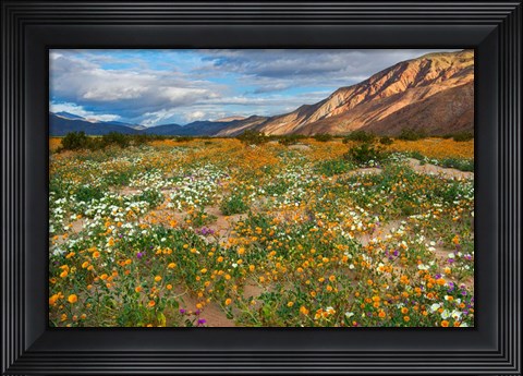 Framed Desert Wildflowers in Henderson Canyon Print