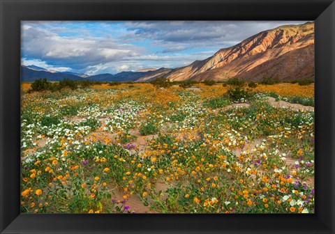 Framed Desert Wildflowers in Henderson Canyon Print