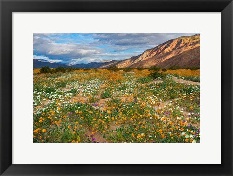 Framed Desert Wildflowers in Henderson Canyon Print