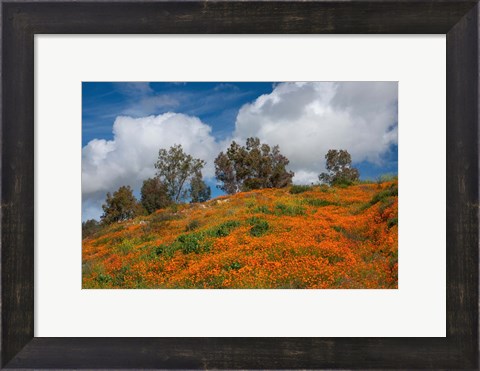 Framed Poppies, Trees &amp; Clouds Print