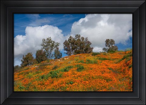 Framed Poppies, Trees &amp; Clouds Print