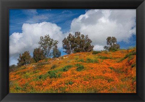 Framed Poppies, Trees &amp; Clouds Print