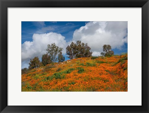 Framed Poppies, Trees &amp; Clouds Print