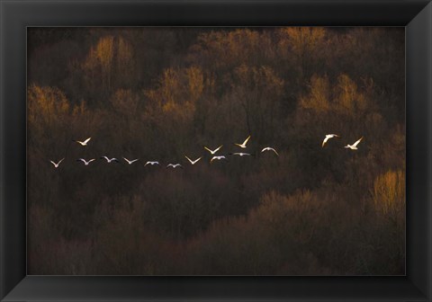 Framed Morning Mood Print