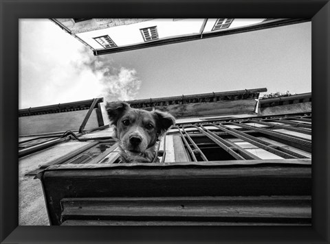 Framed Dog on Balcony Print