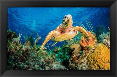 Framed Hawksbill Turtle Wwimming through Caribbean Reef Print