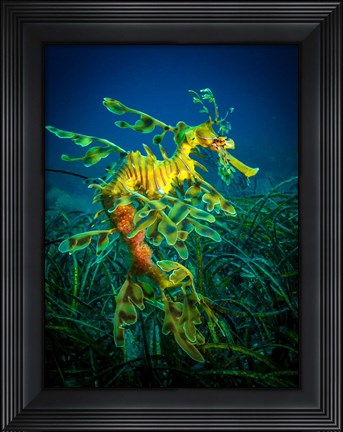 Framed Leafy Sea Dragon Male with Eggs Print