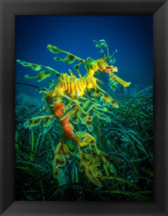 Framed Leafy Sea Dragon Male with Eggs Print