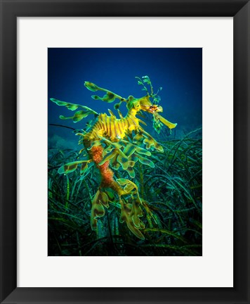 Framed Leafy Sea Dragon Male with Eggs Print